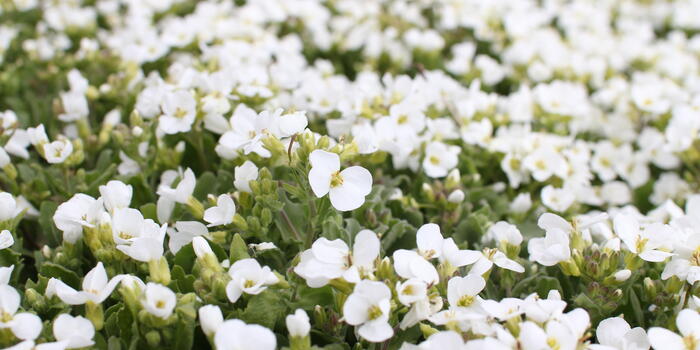 Arabis caucasica 'Compacta Schneehaube'