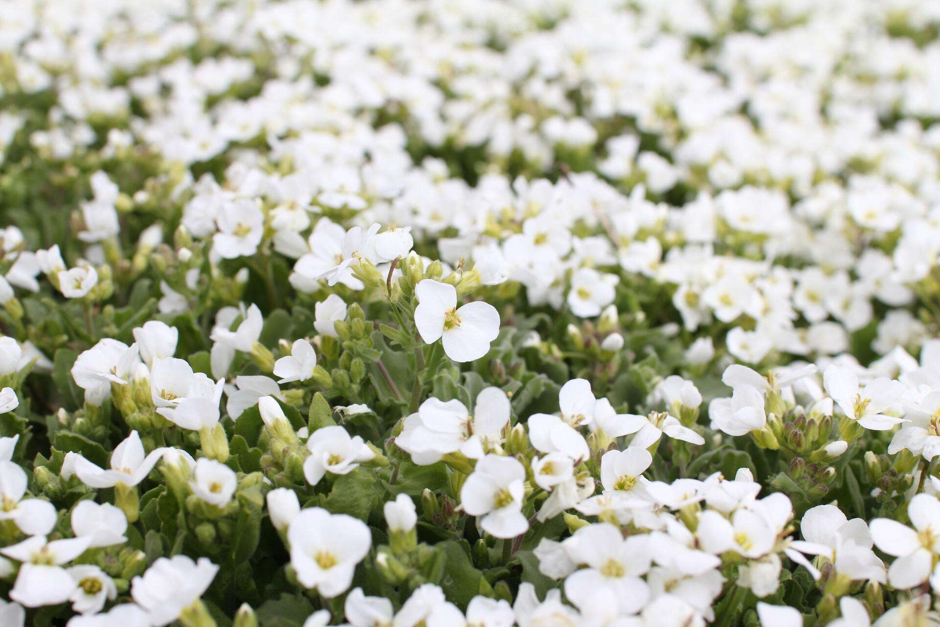 Arabis caucasica ''Compacta Schneehaube''