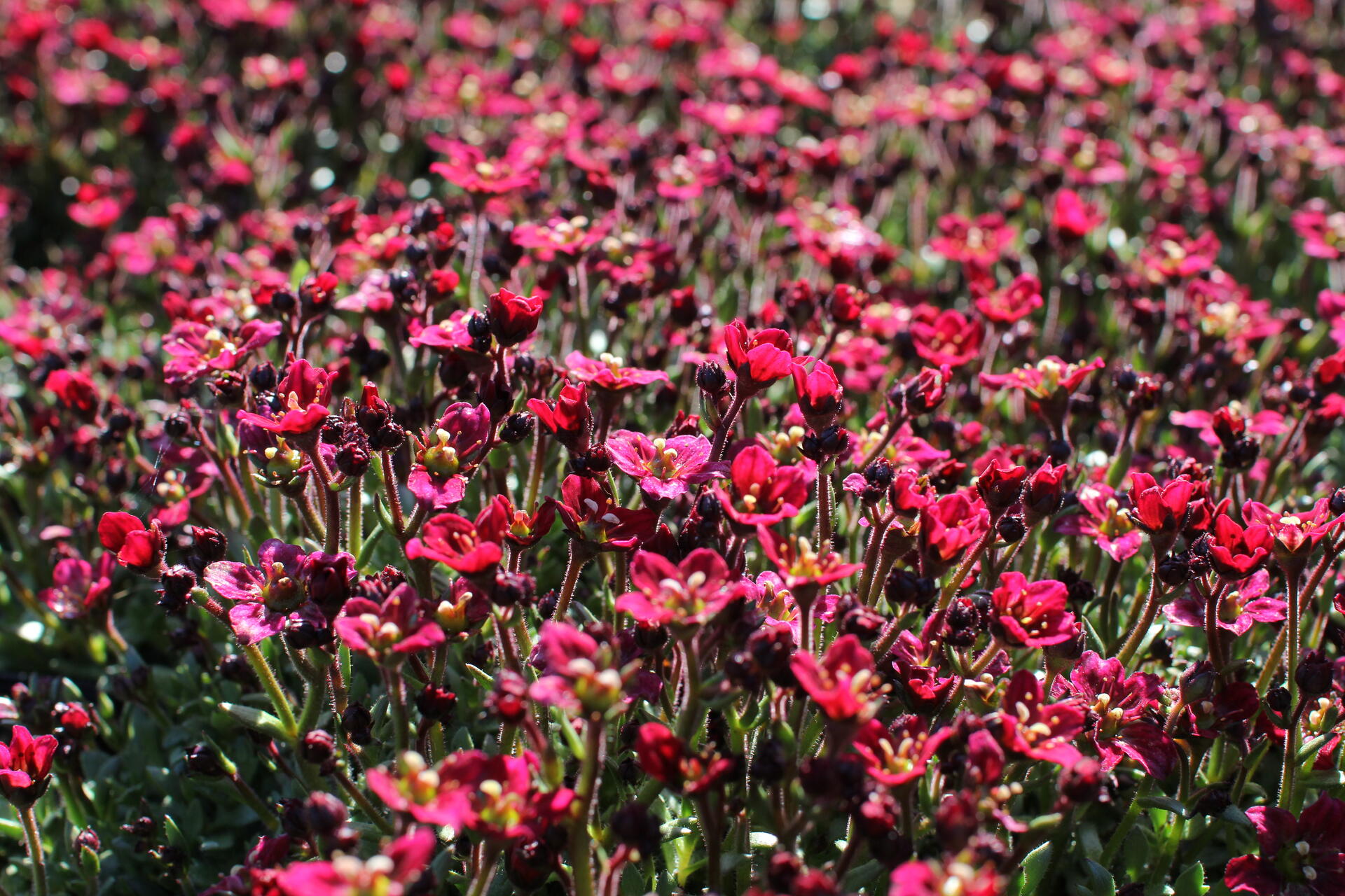 Saxifraga x arendsii ''Alpino Deep Rose''