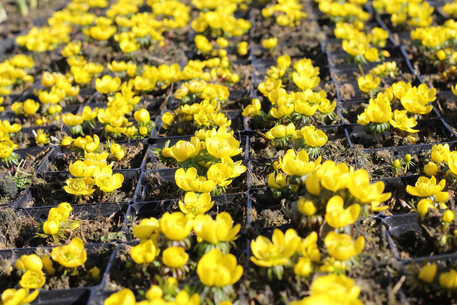 Eranthis hyemalis_02_jaro