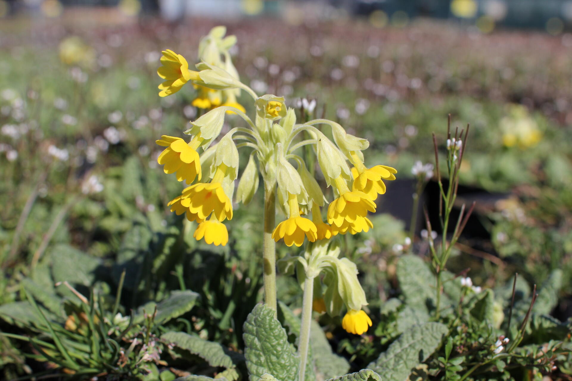 Primula veris