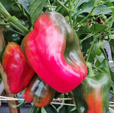 Paprika k rychlení 'Bajka' F1 (giga) - Capsicum annuum 'Bajka' F1