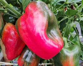Paprika k rychlení 'Bajka' F1 (giga)