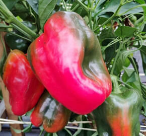 Paprika k rychlení 'Bajka' F1 (giga) - Capsicum annuum 'Bajka' F1