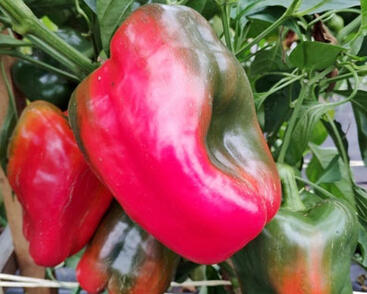 Paprika k rychlení 'Bajka' F1 (giga)