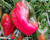 Paprika k rychlení 'Bajka' F1 (giga)