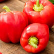 Paprika 'Priscila' F1 - Capsicum annuum 'Priscila' F1