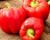 Paprika k rychlení 'Priscilla' F1