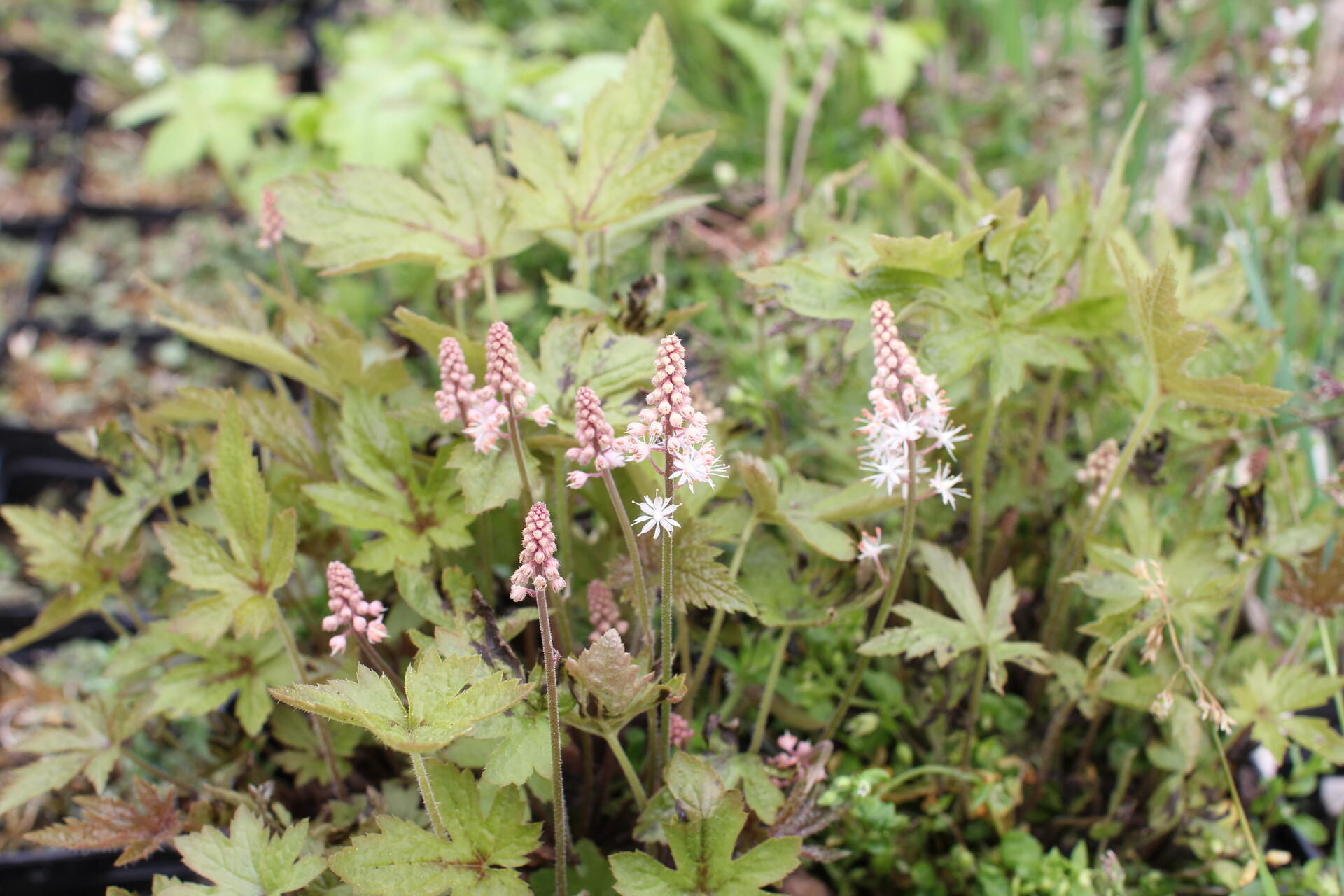 Tiarella 'Jeepers Creepers'_01