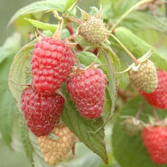 Maliník 'Summer Lovers Garden Red' - Rubus idaeus 'Summer Lovers Garden Red'