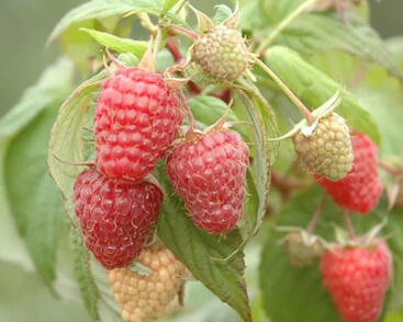 Maliník velkoplodý 'Summer Lovers Garden Red'