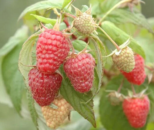 Maliník velkoplodý 'Summer Lovers Garden Red' - Rubus idaeus 'Summer Lovers Garden Red'