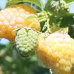 Maliník 'Summer Lovers Garden Golden' - Rubus idaeus 'Summer Lovers Garden Golden'