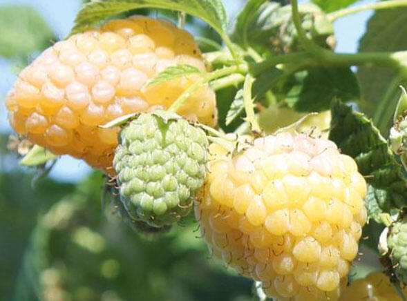 Maliník velkoplodý 'Summer Lovers Garden Golden' - Rubus idaeus 'Summer Lovers Garden Golden'