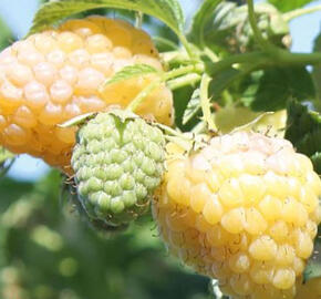 Maliník 'Summer Lovers Garden Golden' - Rubus idaeus 'Summer Lovers Garden Golden'