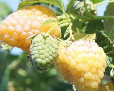 Maliník velkoplodý 'Summer Lovers Garden Golden'