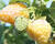 Maliník velkoplodý 'Summer Lovers Garden Golden'