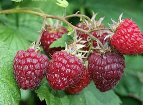 Maliník velkoplodý 'Summer Lovers Early' - Rubus idaeus 'Summer Lovers Early'