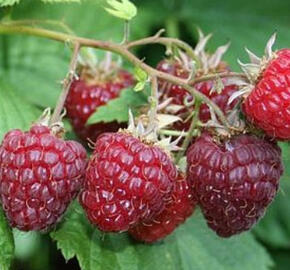 Maliník 'Summer Lovers Early' - Rubus idaeus 'Summer Lovers Early'