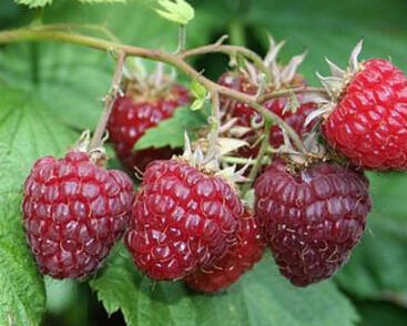 Maliník velkoplodý 'Summer Lovers Early'