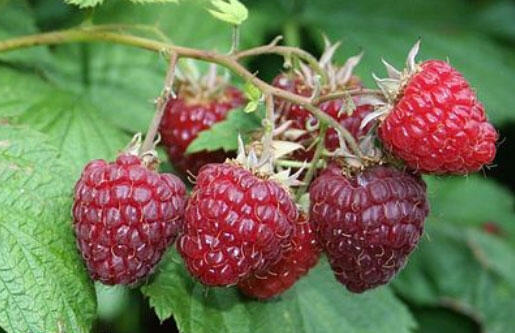 Maliník velkoplodý 'Summer Lovers Early' - Rubus idaeus 'Summer Lovers Early'