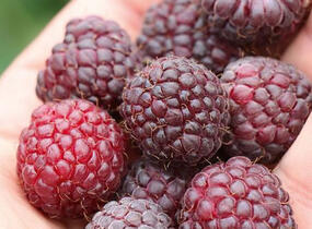 Maliník velkoplodý 'Summer Lovers Garden Purple' - Rubus idaeus 'Summer Lovers Garden Purple'