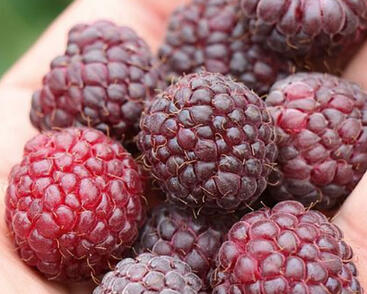 Maliník velkoplodý 'Summer Lovers Garden Purple'