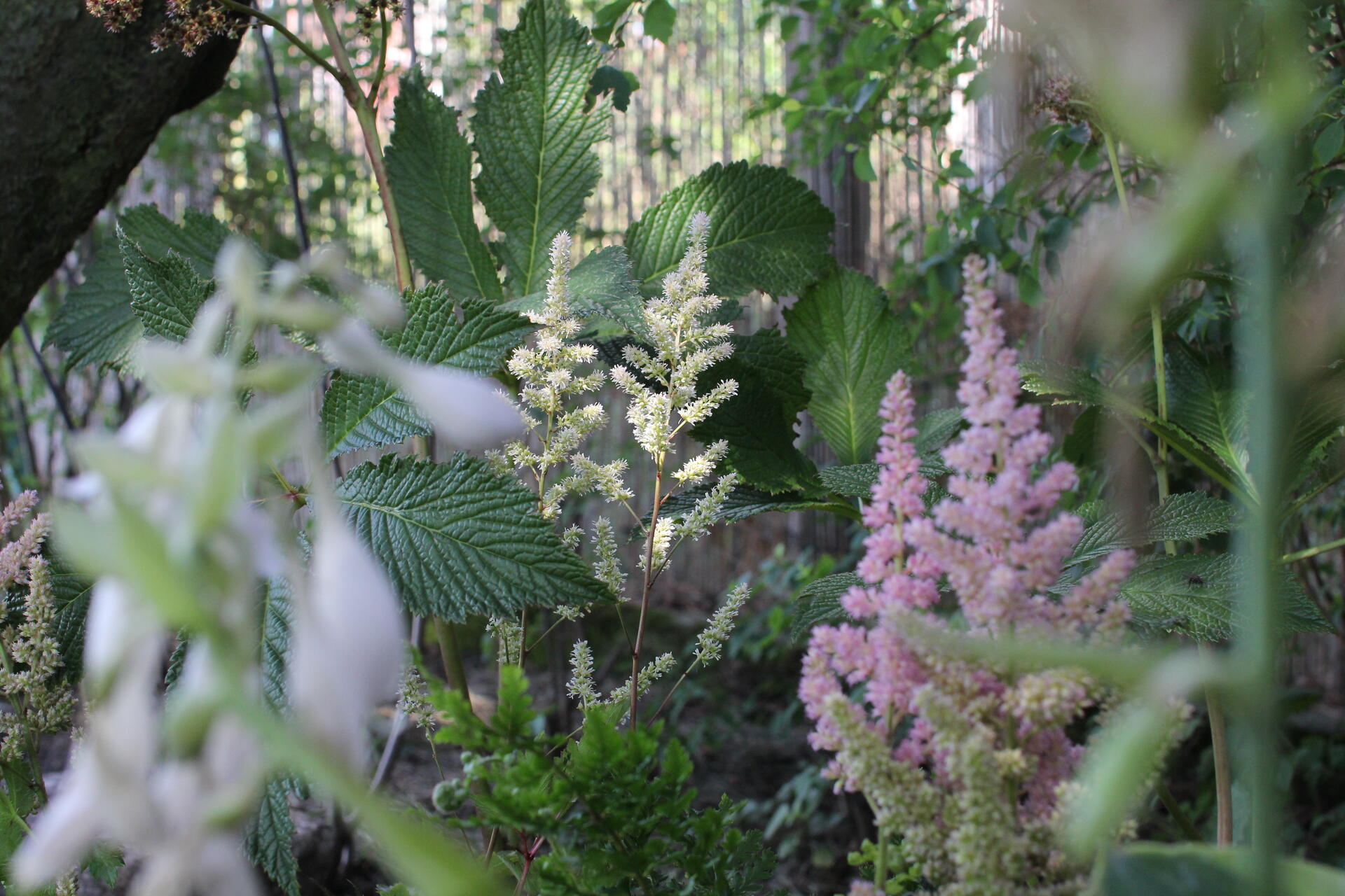 Astilbe