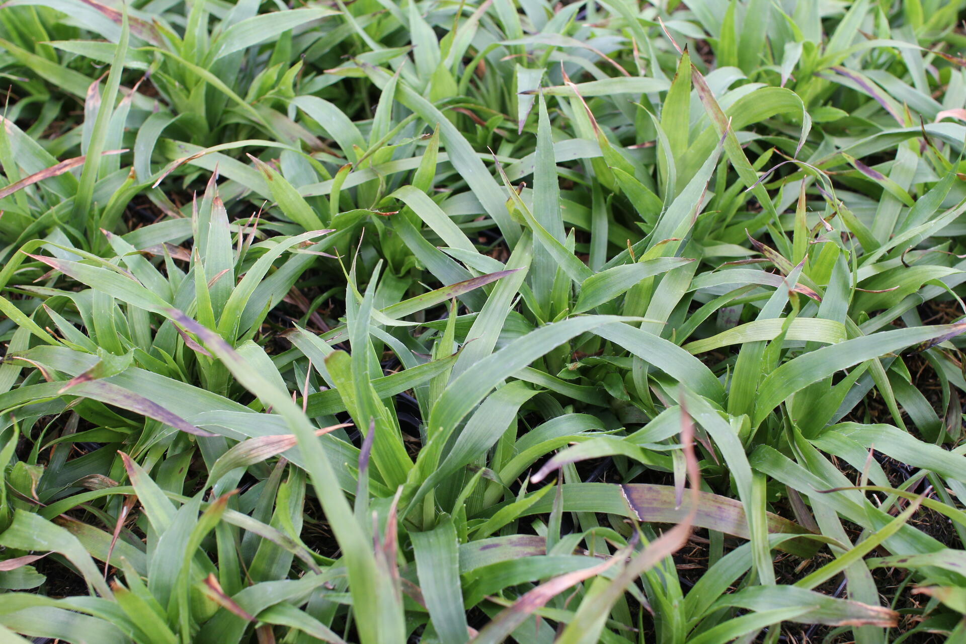 Luzula sylvatica 'Sherwood'