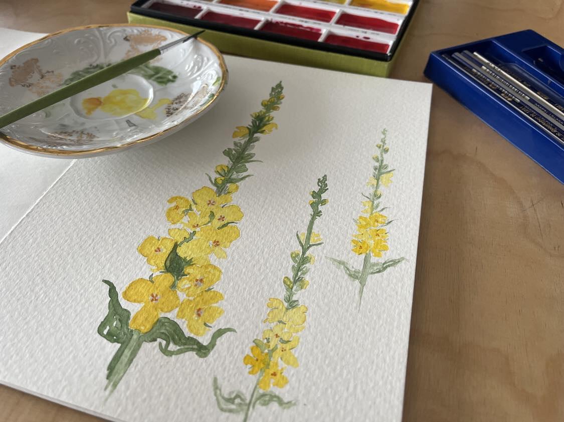 Divizna rostlina měsíce