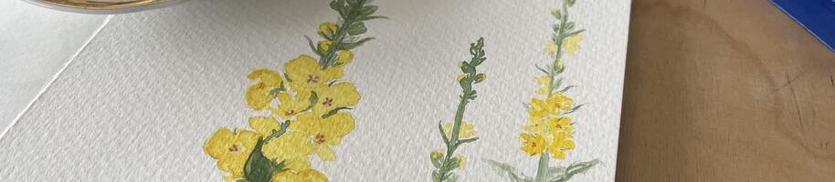 Divizna rostlina měsíce