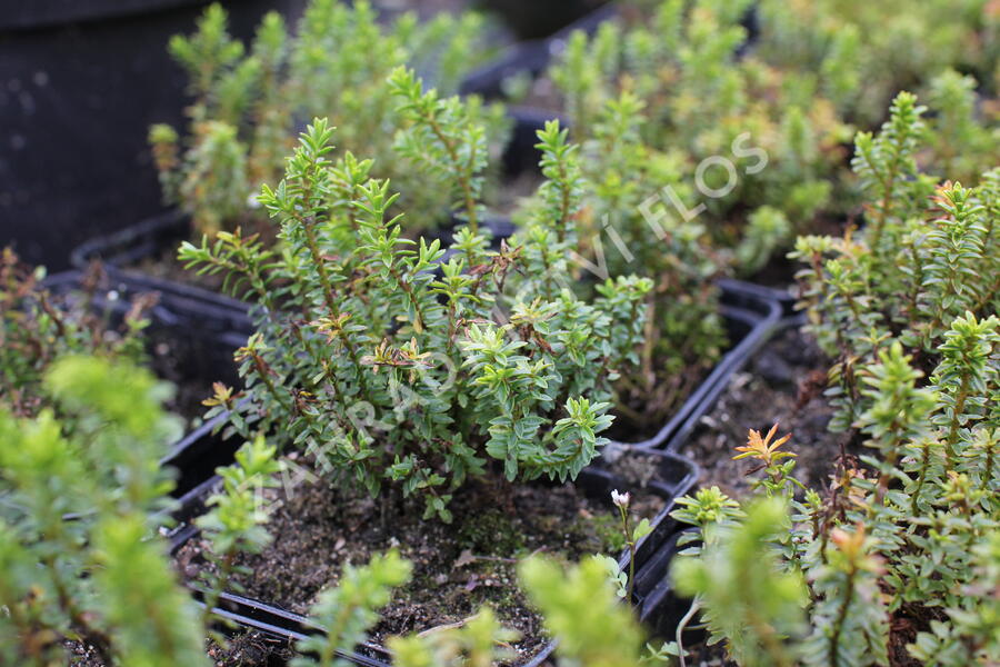 Hebe 'Green Globe' - Hebe 'Green Globe'