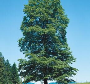 Jilm horský - Ulmus glabra