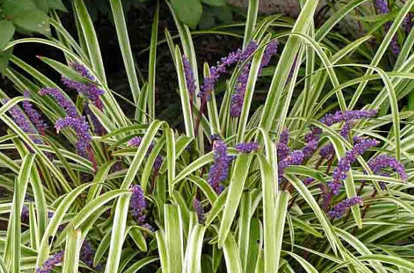 Liriope 'Variegata' - Liriope 'Variegata'