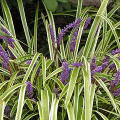 Liriope 'Variegata' - Liriope 'Variegata'