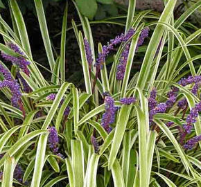 Liriope 'Variegata' - Liriope 'Variegata'