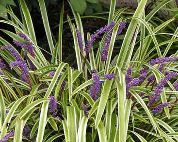 Liriope 'Variegata'