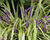 Liriope 'Variegata'