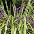 liriope-variegata.jpg