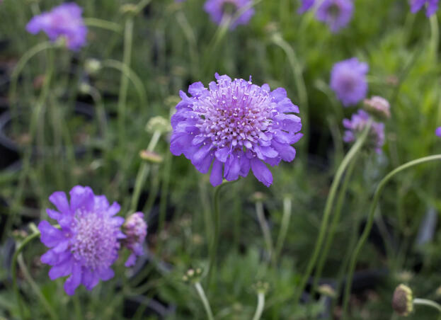 Hlaváč  'Pincushion Blue' - Scabiosa columbaria f. nana 'Pincushion Blue'