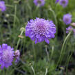 Hlaváč fialový 'Pincushion Blue' - Scabiosa columbaria f. nana 'Pincushion Blue'