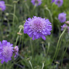 Hlaváč  'Pincushion Blue' - Scabiosa columbaria f. nana 'Pincushion Blue'