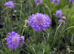Hlaváč fialový 'Pincushion Blue' - Scabiosa columbaria f. nana 'Pincushion Blue'