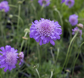 Hlaváč  'Pincushion Blue' - Scabiosa columbaria f. nana 'Pincushion Blue'