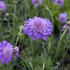 hlavac-pincushion-blue.jpg