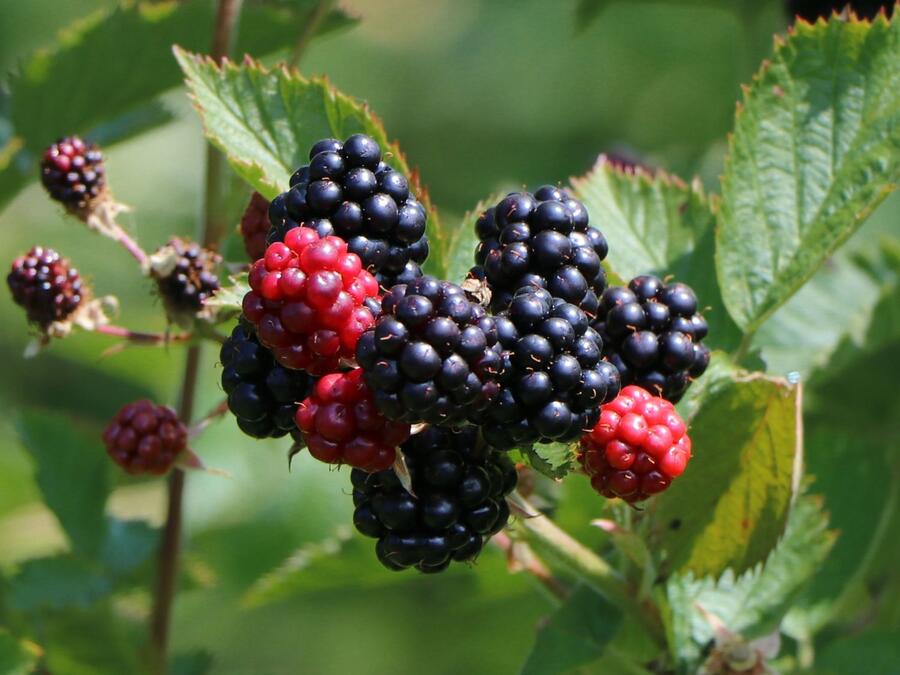 Ostružiník beztrnný 'Coolaris Patio Black' - Rubus fruticosus 'Coolaris Patio Black'