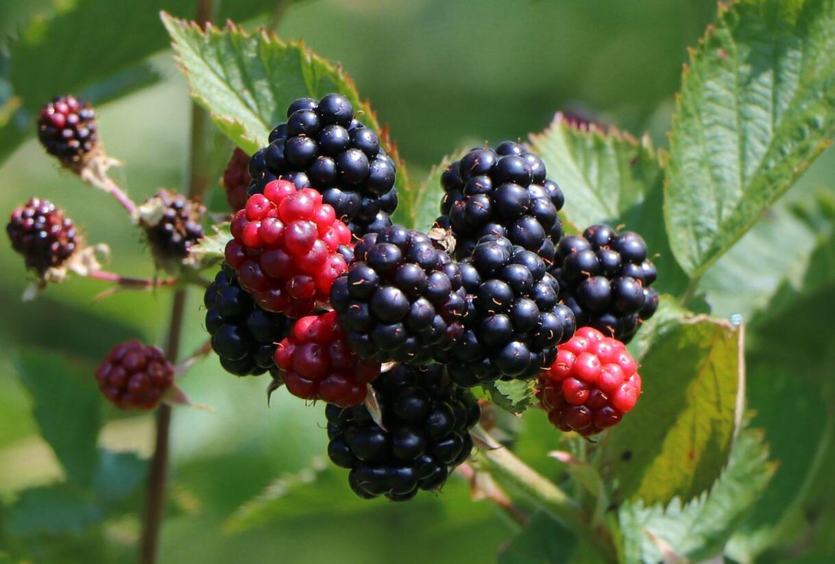 Ostružiník beztrnný 'Coolaris Patio Black' - Rubus fruticosus 'Coolaris Patio Black'