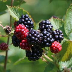 Ostružiník beztrnný 'Coolaris Patio Black' - Rubus fruticosus 'Coolaris Patio Black'