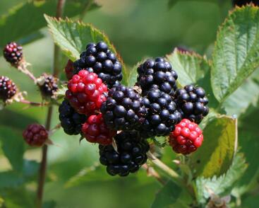 Ostružiník beztrnný 'Coolaris Patio Black'