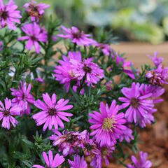 Hvězdnice 'Astral Calypso' - Aster dumosus 'Astral Calypso'